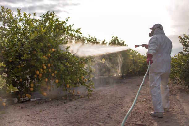 Wasp Removal Services in Caldwell, OH