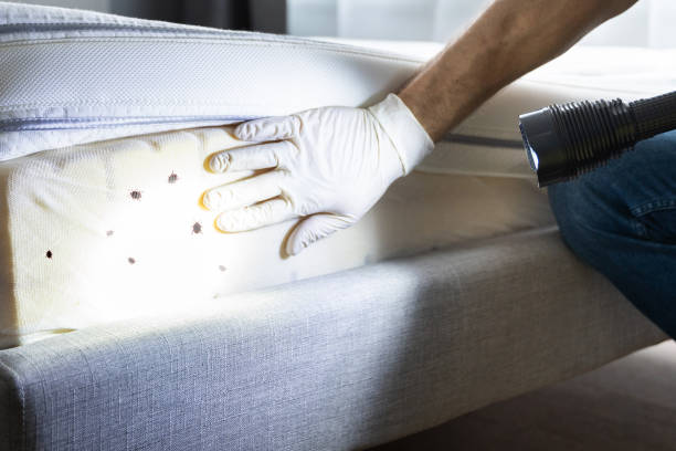 Best Wasp Removal Services  in Caldwell, OH