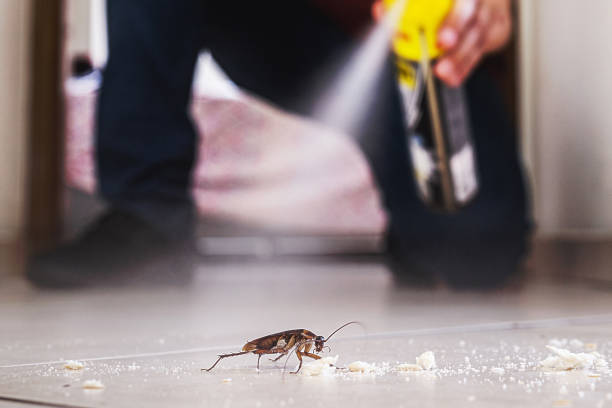 Best Termite Control Services  in Caldwell, OH